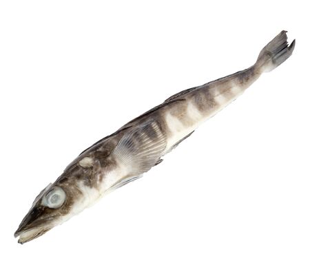 frozen fish on white