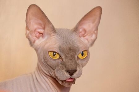 violet sphynx cat with tongue outの写真素材