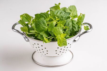 mint in a colander on whiteの写真素材