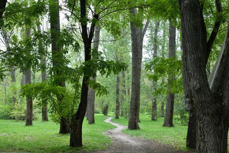 trees in the park. beautiful background.の写真素材