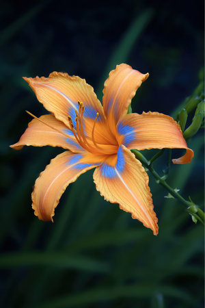 An exquisite orange daylily displays striking blue coloration near the center. The flower is in full bloom, showcasing intricate detail.の素材