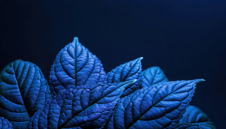 A close-up view of several large plant leaves, intensely illuminated with a vibrant deep blue light. The leaves display intricate vein patterns and textured surfaces, with small water droplets glistening on them. They stand out against a dark, almost black background, creating a dramatic and mysterious contrast. This botanical composition evokes an ethereal and surreal atmosphere, highlighting the beauty of nature's details through striking color and light.の素材