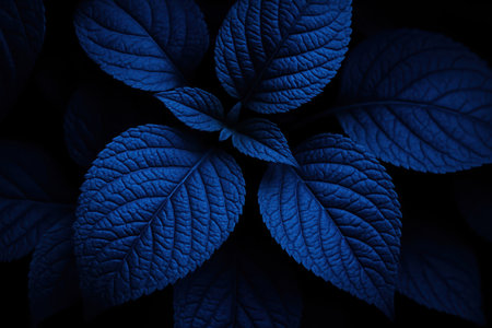 A detailed close-up captures the rich, deep blue leaves of a plant set against a dark, almost black background. The low light accentuates the velvety texture and dramatic, mysterious mood of the botanical foliage.の素材