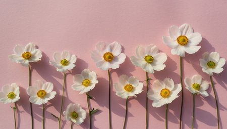 A row of delicate white flowers with bright yellow centers stands against a textured pink surface. Long, slender stems support the blossoms, casting subtle shadows. This minimal floral arrangement evokes spring and natural beauty.の素材