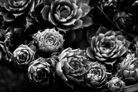 Succulents thrive in an artistic arrangement, showcasing intricate details and textures. This...