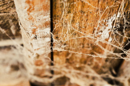 In a forgotten barn, delicate spider webs cling to aged wooden beams, showcasing natures artistry. Soft light filters through the cracks, revealing a hidden world where time stands still.の写真素材