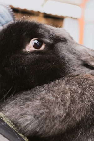A soft black rabbit rests comfortably, its expressive eye reflecting curiosity and calmness. This scene is filled with warmth, showcasing a special bond between animals and humans.の写真素材