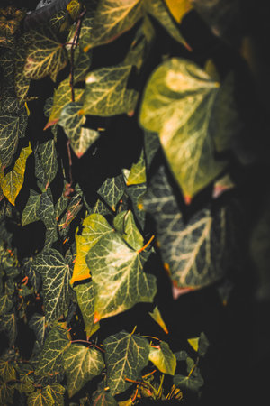 A dense wall of ivy leaves flourishes in rich green hues, basking in warm afternoon sunlight. Each...