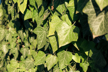 Vibrant ivy leaves climb gracefully over a wooden structure, basking in warm sunlight. The soft...
