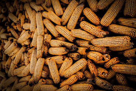 A vast collection of golden corn cobs fills the scene, shining under the warm light of a late autumn day. The textures and colors blend beautifully, showcasing nature's bounty.の写真素材