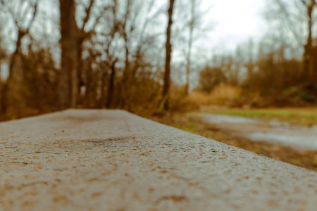 A weathered wooden bench rests amidst tall trees, its surface glistening from a recent rain. The...