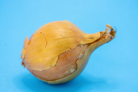 A single brown onion with some peeling skin rests on a vibrant blue background.の写真素材