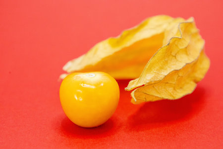 A single golden berry sits on a red background, with its papery husk partially covering it.の写真素材