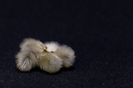 Soft pussy willow catkins rest on a dark surface, symbolizing the gentle arrival of spring.の写真素材