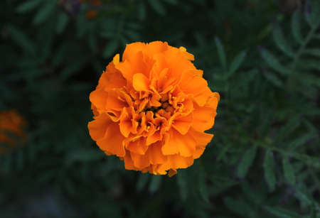Orange marigold flower blooms in the garden