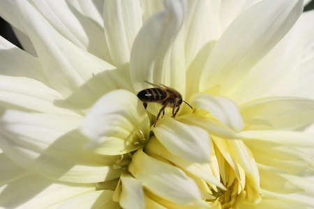 A bee collects nectar in a white dahlia flowerの写真素材