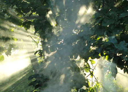 Sun louis make their way through foliage and smoke