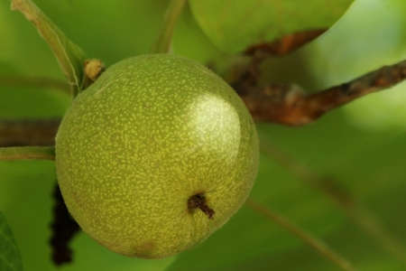 Green walnut on a walnut tree branch