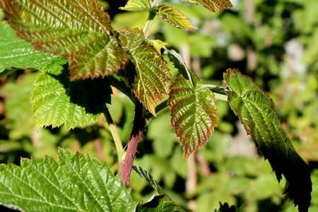 Color-changing raspberry leaves in autumn