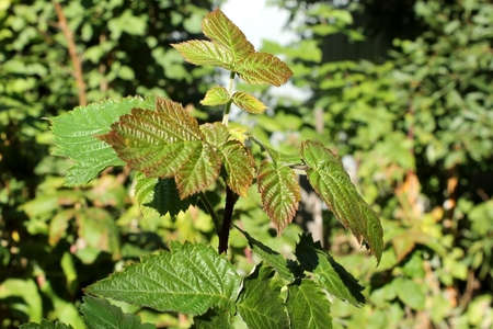 Green-red raspberry bush in autumnの写真素材