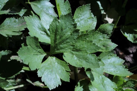 Green celery growing in the garden bedの写真素材