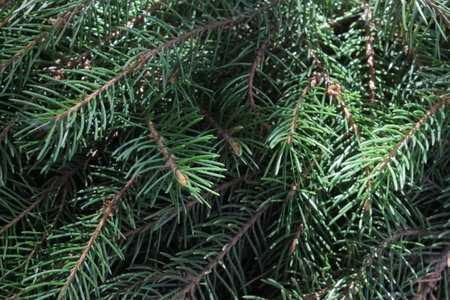 Green spruce branches in the sunの写真素材