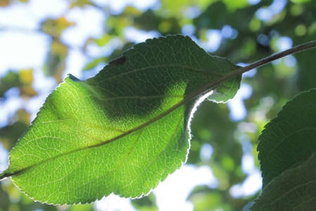Yellowing apple tree leaf in autumn on a branch close-upの写真素材