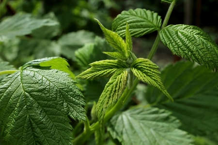Green raspberry leaves on stems in the gardenの写真素材