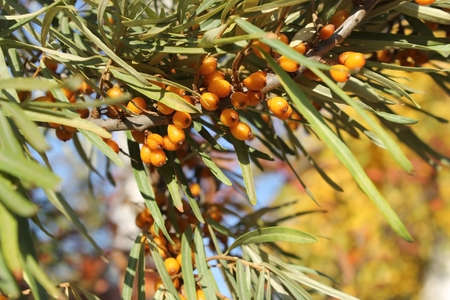 Ripe sea buckthorn berries on a tree in the gardenの写真素材