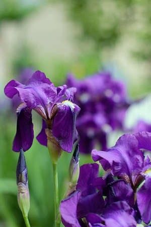 purple iris flowers in the garden with green blurred background no peopleの写真素材