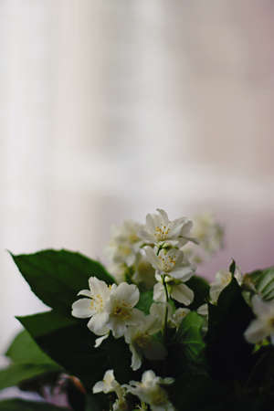 evergreen white rose on simple background no people copy spaceの写真素材