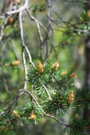 little pine cones on tree brances closeup with green blurry background bokeh