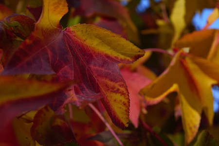 red and yellow maple autumnal leaves on tree closeup fall colors no people