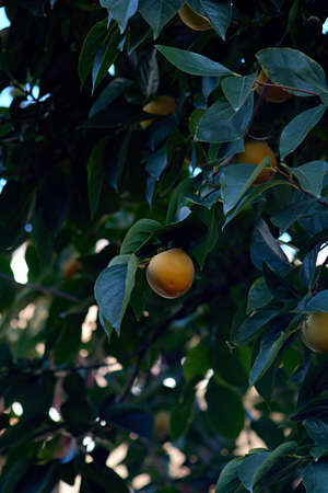 unripe persimmon fruits on tree closeup no people in the orchardの写真素材