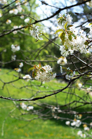 white apple flowers on tree during spring in the garden closeup no peopleの写真素材