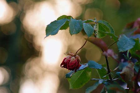 wilted red rose in a garden with bokeh background no people conceptual moody autumnalの写真素材