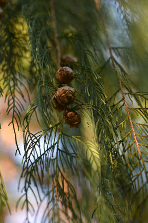 small pine cones on tree branch with bokeh backgroundの写真素材