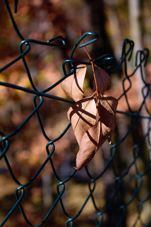autumn leaf fallen on metal fence in the forest blurry background closeup no peopleの写真素材