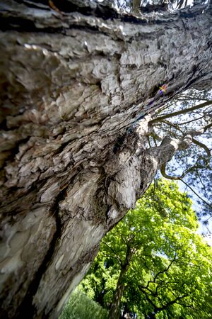 Woodland in summer dayの写真素材