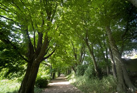 Woodland in summer dayの写真素材