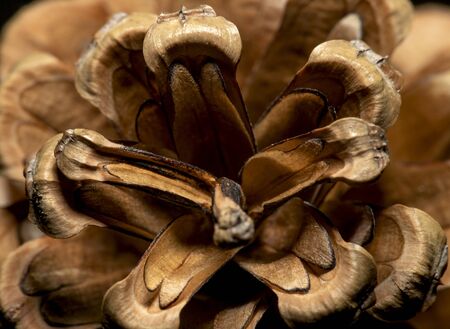 Pine cone closeup, macro viewの写真素材