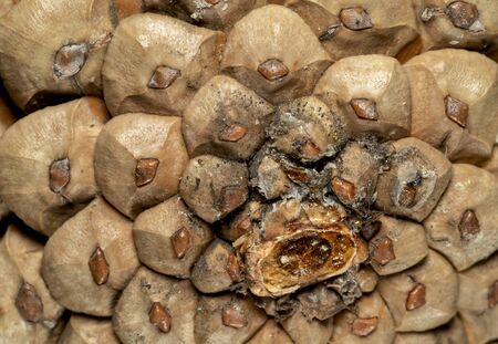 Bottom of Pine cone closeup, macro view