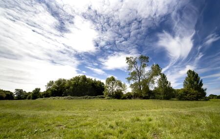 meadow and forest in sunny summer day.の写真素材