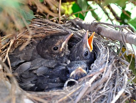 The  nestlings in a tree nest.の写真素材