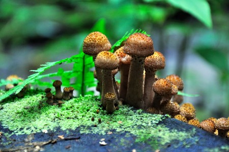 beautiful autumn mushrooms on the stumpの写真素材