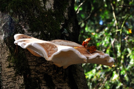 beautiful autumn mushrooms on the treeの写真素材