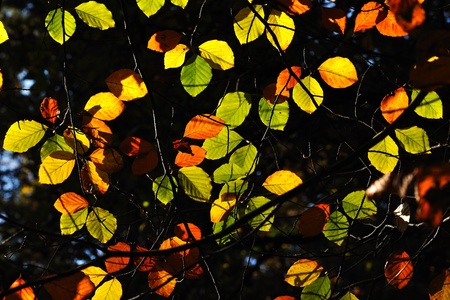 Autumnal colored leaves in The Czech Republic.