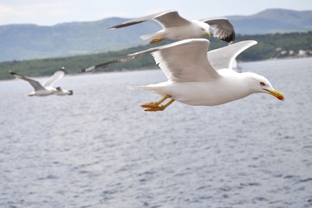 seagull flying on blue sky, croatiaの写真素材