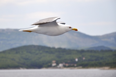 seagull flying on blue sky, croatiaの写真素材