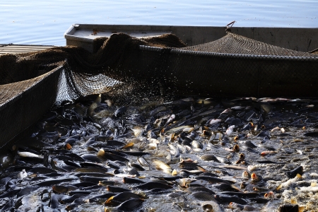 Autumn harvest of carps from fishpond Rozmberk.の写真素材